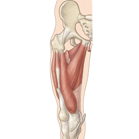 muscle-adductor-thigh-thumbnail